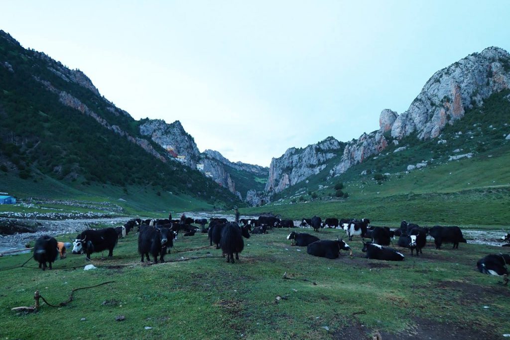 青藏高原牛群