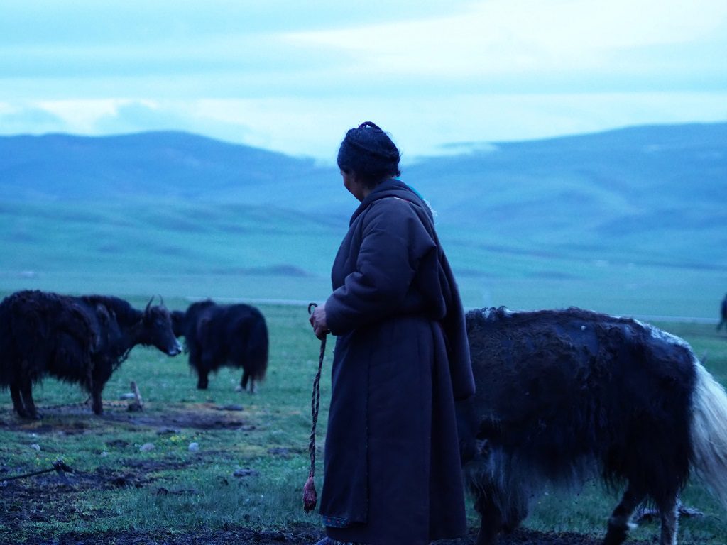 青藏高原的放牧文化
